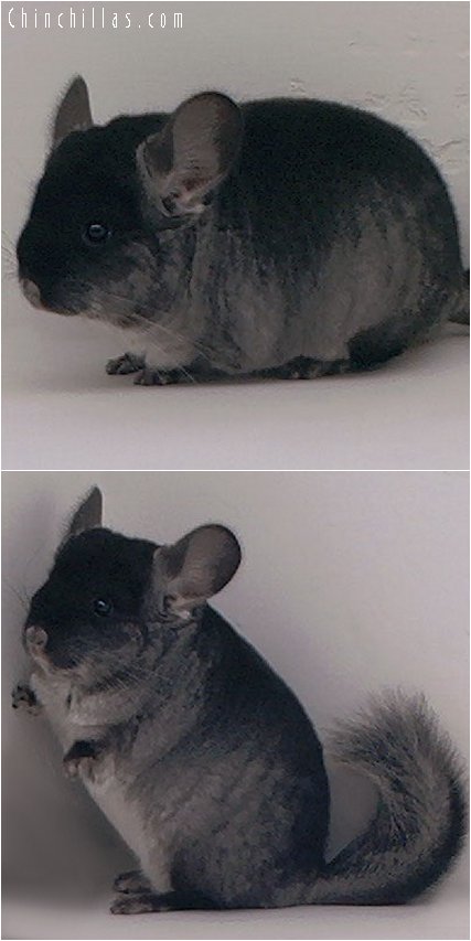 2051 Black Velvet ( Ebony Carrier ) Male Chinchilla