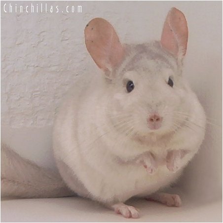2023 Pink White Female Chinchilla