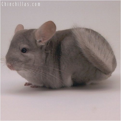 2055 Top Show Quality Beige Male Chinchilla