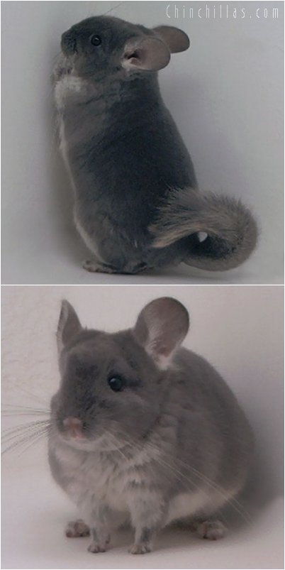 2077 TOV Violet Female Chinchilla