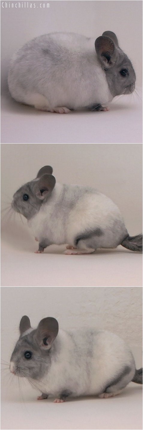 2076 Ebony & White Mosaic Female Chinchilla