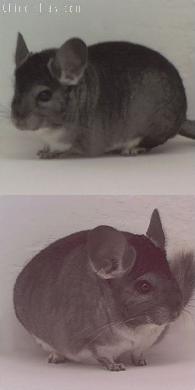 1979 1st Place Standard Female Chinchilla, $1 Min. Bid