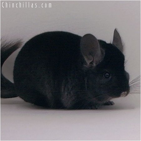 2074 Top Show Quality Ebony Female Chinchilla