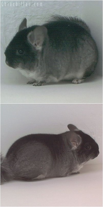 2021 Show Quality Black Velvet Female Chinchilla