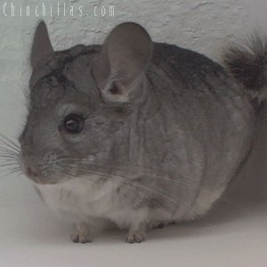 1892 Show Quality Standard ( Sapphire Carrier ) Male Chinchilla