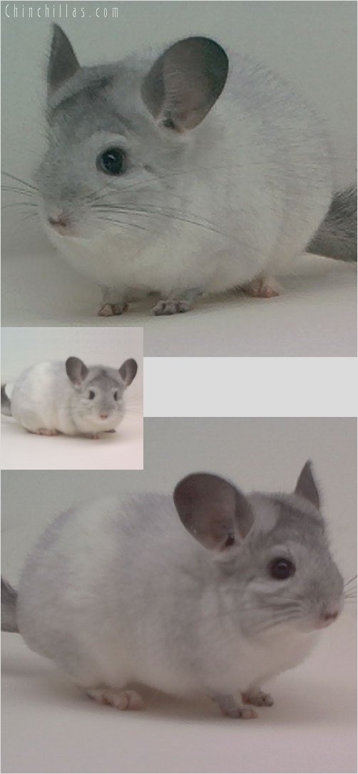 2020 Show Quality Mosaic Female Chinchilla