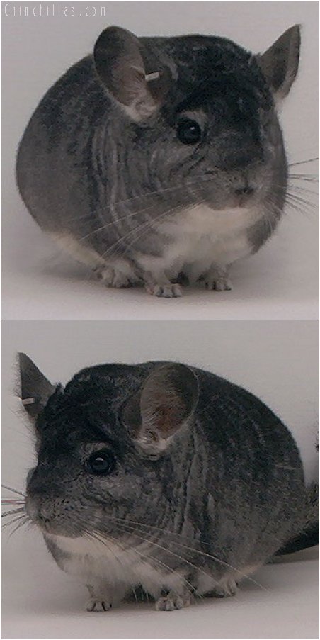 1968 National 1st Place Standard Male Chinchilla