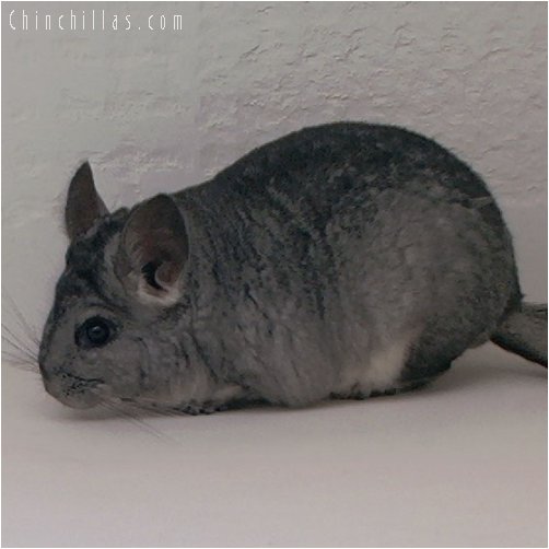 2040 Standard ( Violet Carrier ) Female Chinchilla