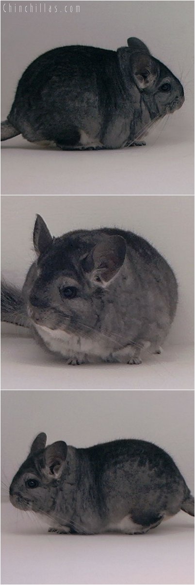 2073 Top Show Quality Standard Female Chinchilla