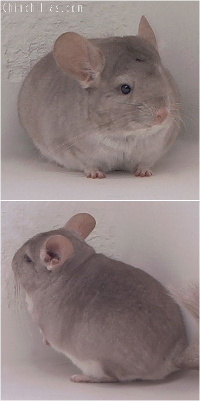 2072 Blocky Beige Male Chinchilla