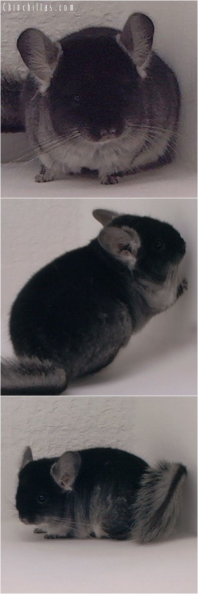 2085 Brevi - type Black Velvet Female Chinchilla