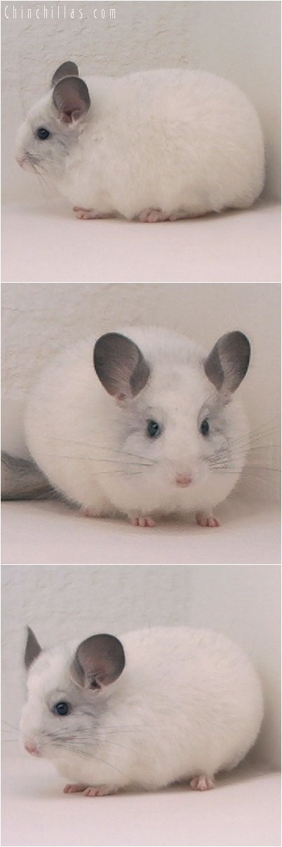 2084 Large Blocky White Female Chinchilla