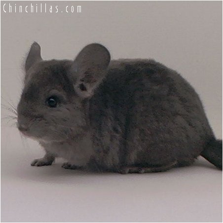 2086 Wrap-around Violet Female Chinchilla