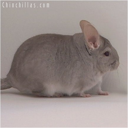 2081 Beige ( Sapphire Carrier ) Male Chinchilla