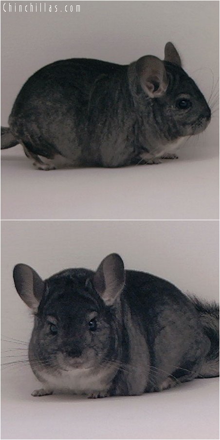 2087 Top Show Quality Standard Female Chinchilla