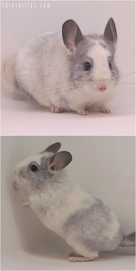 2079 Splotchy Mosaic Female Chinchilla