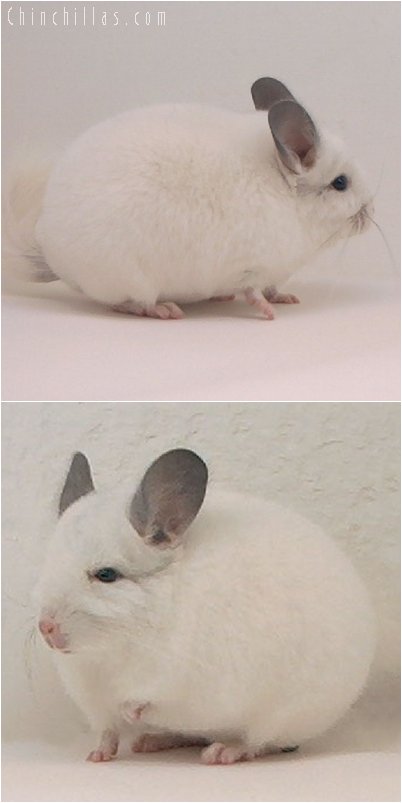 2080 Show Quality White Male Chinchilla