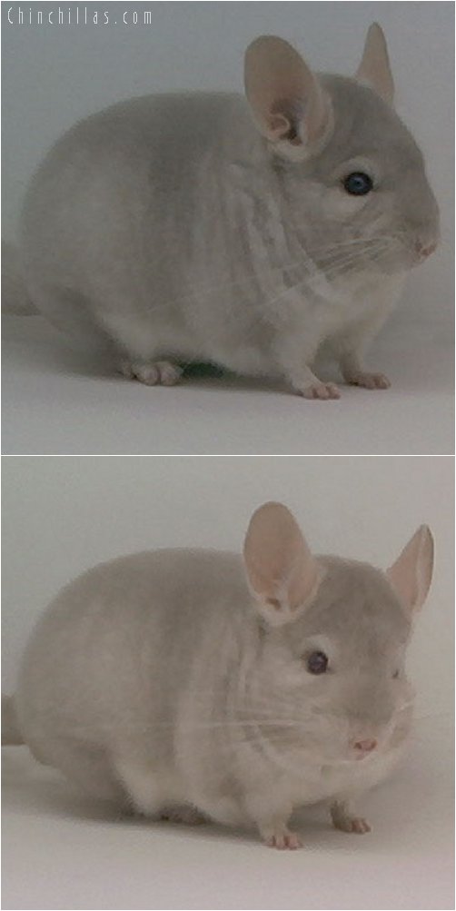 2001 Top Show Quality Homo Beige Male Chinchilla