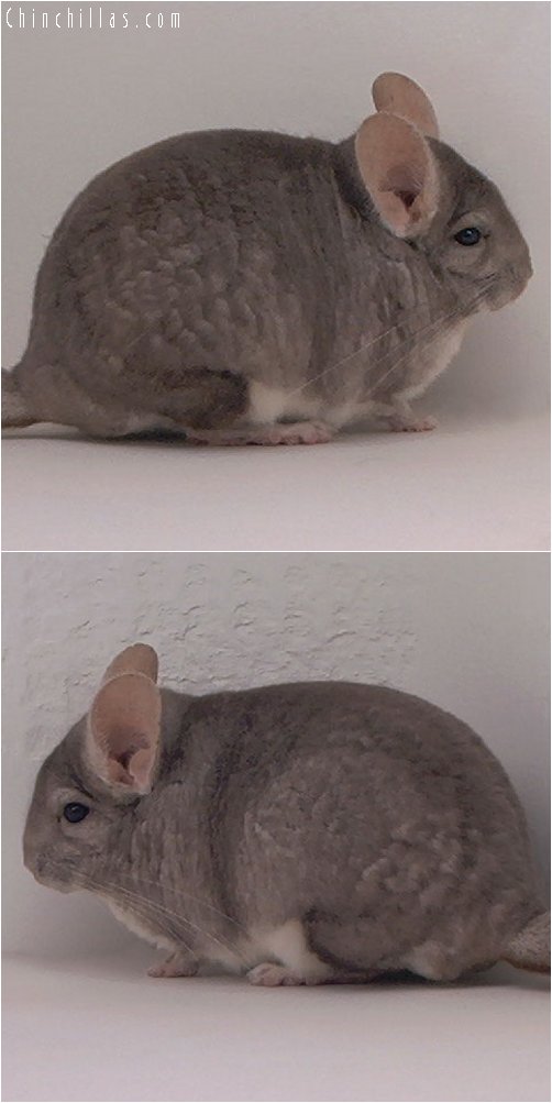 2027 Show Quality Beige Male Chinchilla