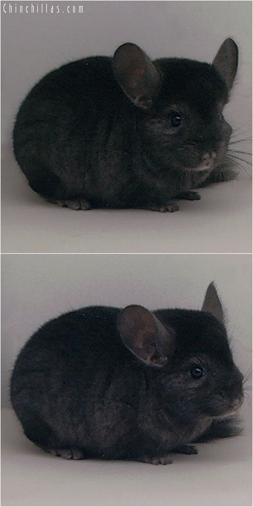 2041 Ebony Male Chinchilla