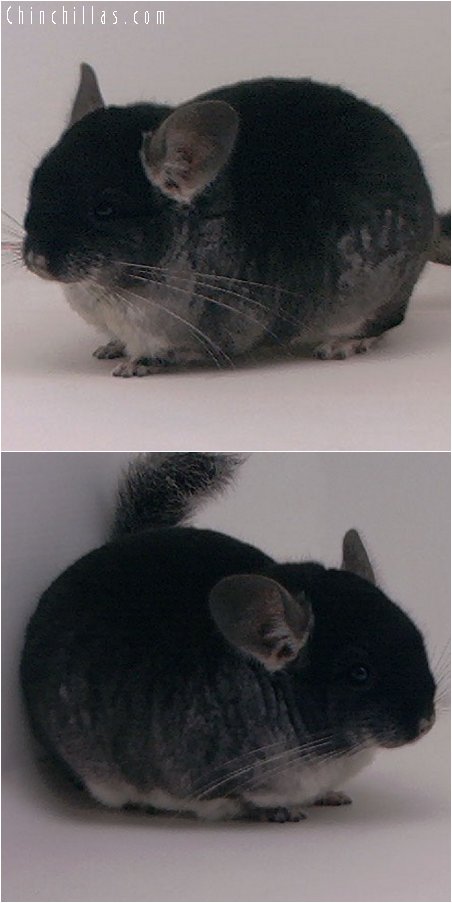 2047 Show Quality Black Velvet Male Chinchilla