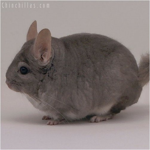 1938 Proven Show Beige Female Chinchilla