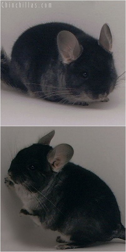 2057 Black Velvet Male Chinchilla