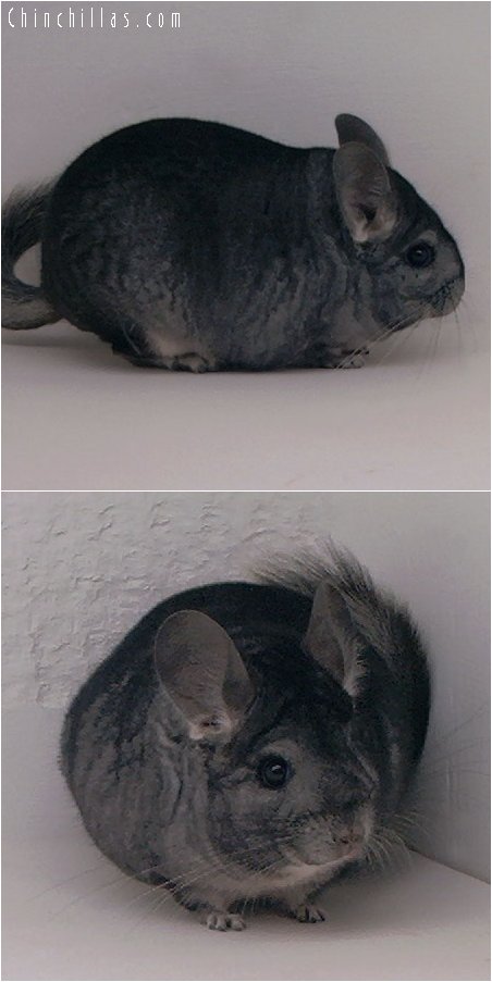 2049 Show Quality Standard Female Chinchilla