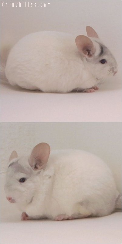 2088 Tri-tone Pink White Female Chinchilla