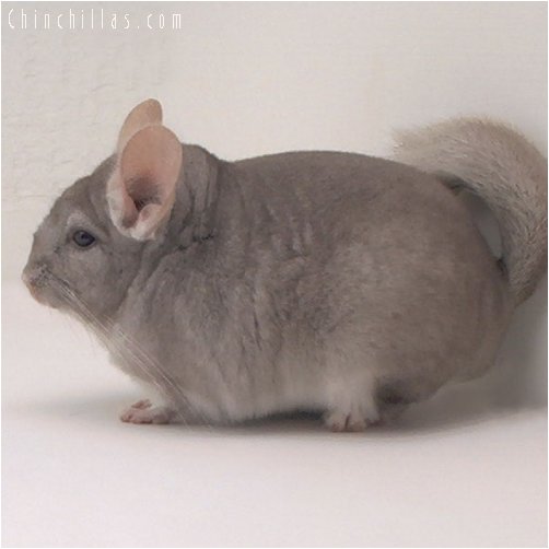 2090 Beige ( Violet Carrier ) Female Chinchilla