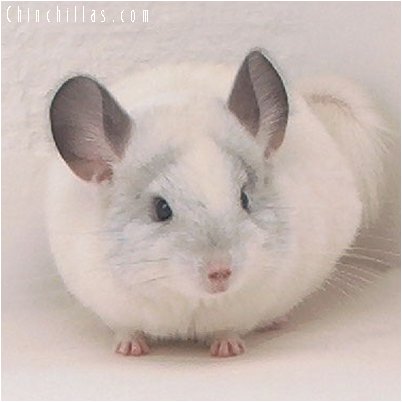 2042 Predominantly White Female Chinchilla