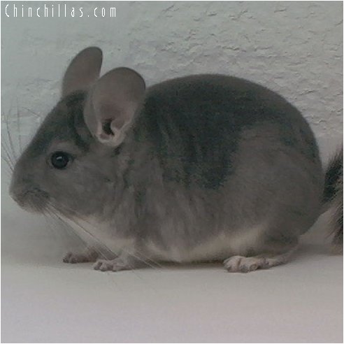 1930 Violet Male Chinchilla