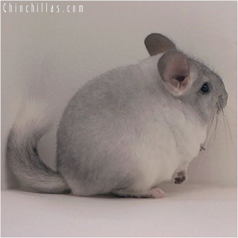 3002 Silver Mosaic Female Chinchilla