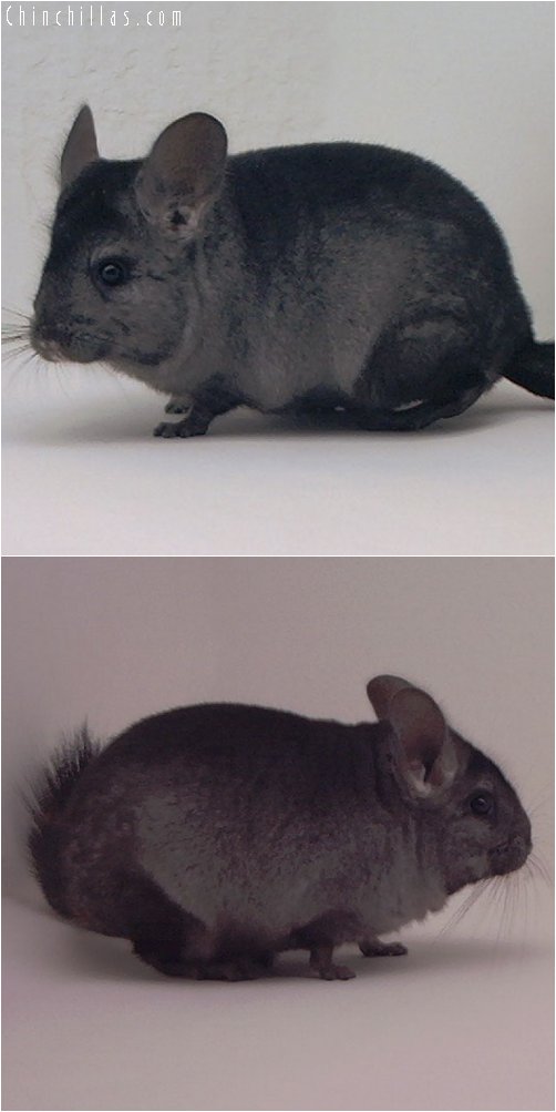 3000 Ebony ( Violet Carrier ) Female Chinchilla