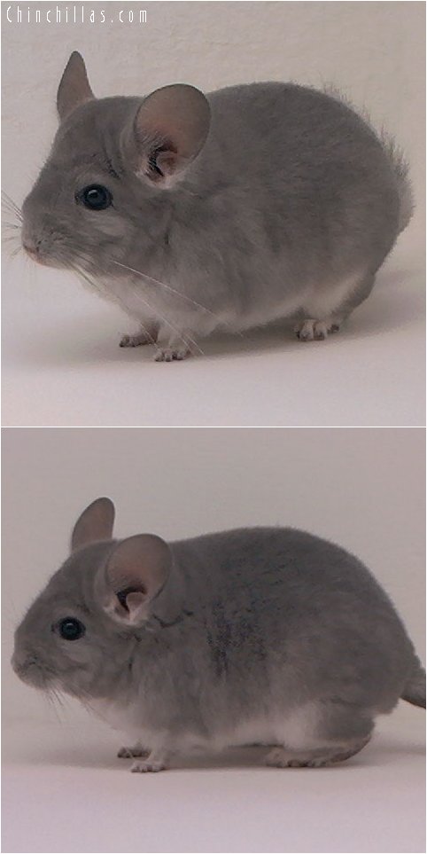 2098 Violet Female Chinchilla