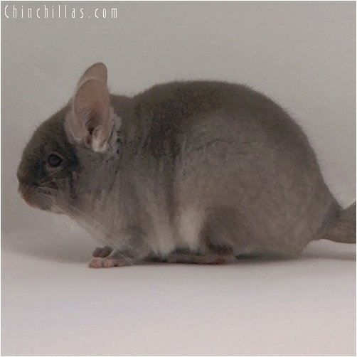 2083 TOV Beige / Brown Velvet Female Chinchilla