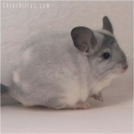 2082 Large White Mosaic Female Chinchilla