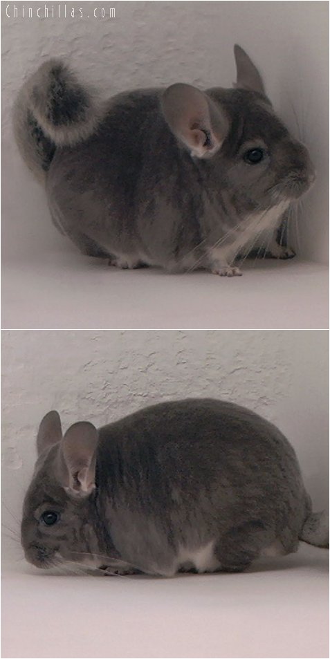 3003 Violet Female Chinchilla