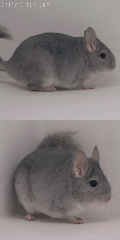 2097 Sapphire Female Chinchilla