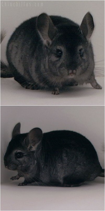 2094 Hetero Ebony Male Chinchilla