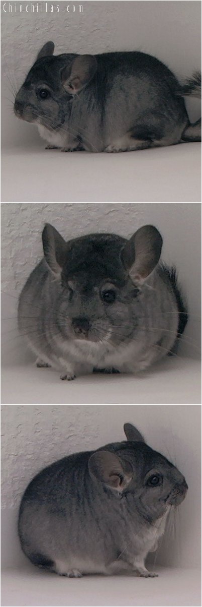 3011 Premium Production Quality Standard Female Chinchilla