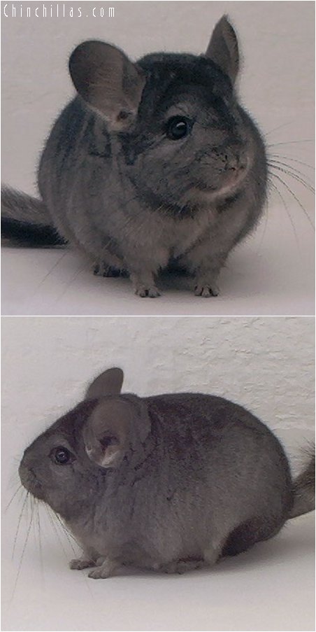 3005 Light Hetero Ebony Female Chinchilla