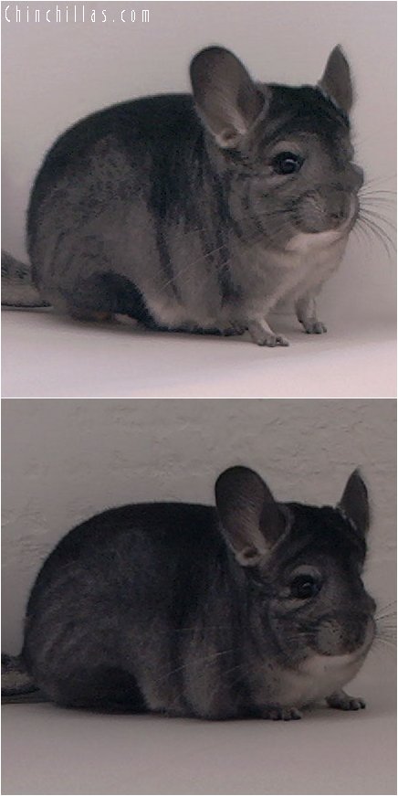 3007 Top Show Quality Standard ( Ebony Carrier ) Female Chinchilla