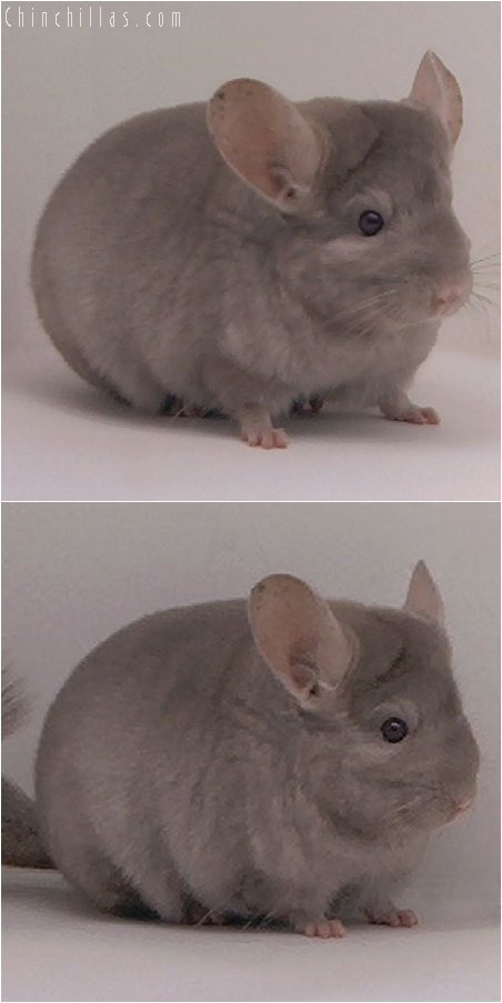 2099 Show Quality Tan Female Chinchilla