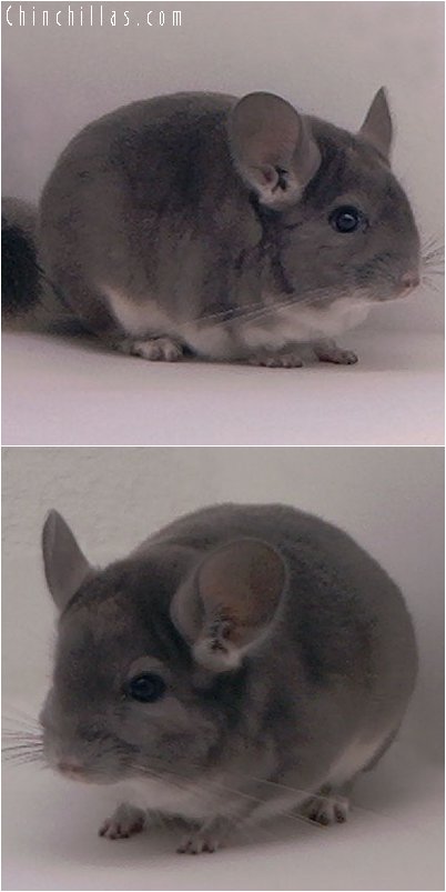 3004 Show Quality Violet Male Chinchilla