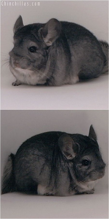 2091 Show Quality Standard Female Chinchilla