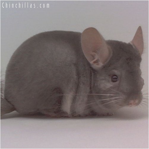 1925 Light Tan / Beige ( Ebony Carrier ) Male Chinchilla