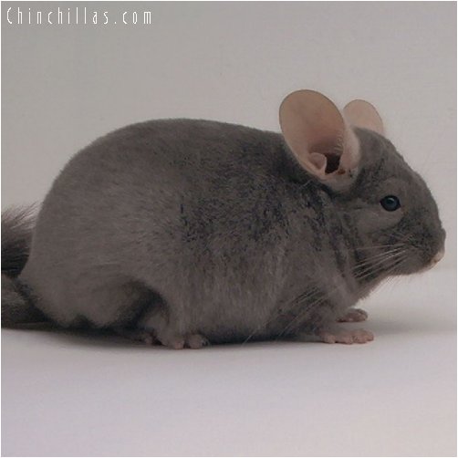 3009 Dark Tan Female Chinchilla