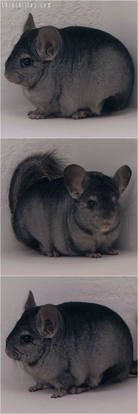 3016 Top Show Quality Hetero Ebony Female Chinchilla