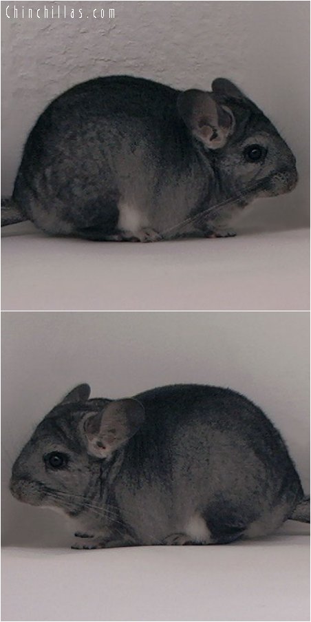 3006 Standard ( Violet Carrier ) Female Chinchilla